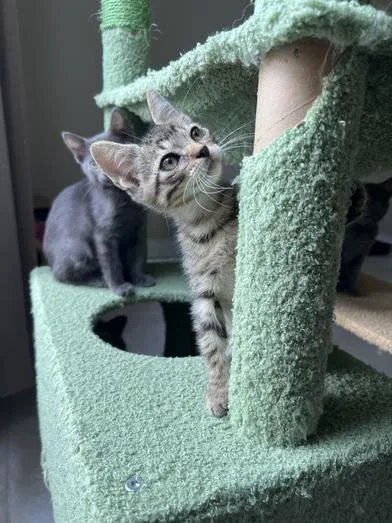 A baby medium-sized male Tabby (Brown / Chocolate) Domestic Short Hair cat named Frido for adoption in Liverpool, TX