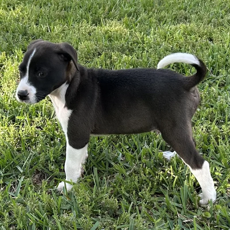 A baby medium-sized male Husky dog named Parker for adoption in Wiggins, MS