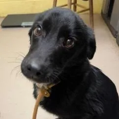 An adult medium-sized male Black Mixed Breed dog named Terkeles for adoption in New York, NY