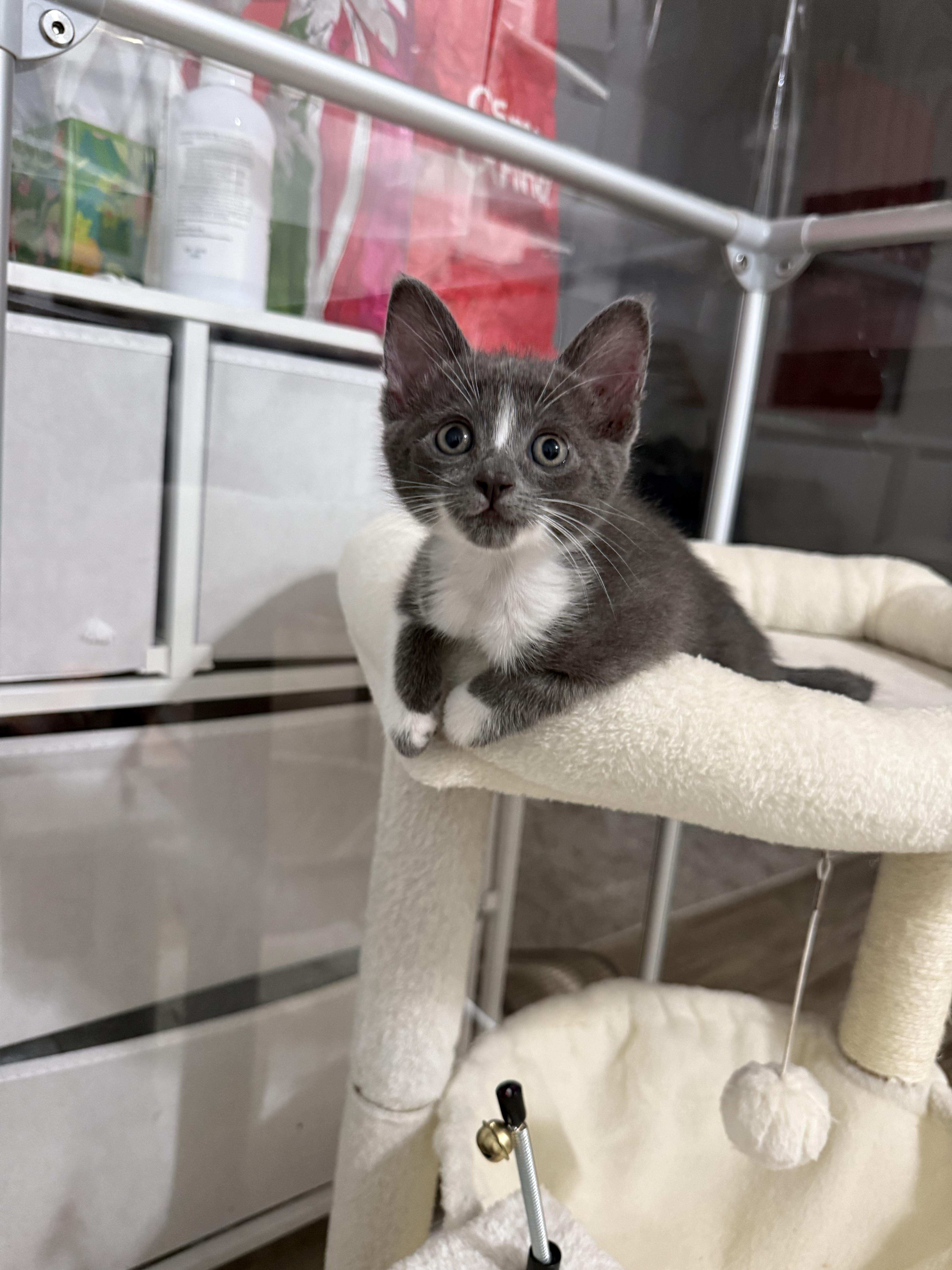 A young medium-sized female Gray & White Domestic Short Hair cat named Daisy for adoption in El Segundo, CA