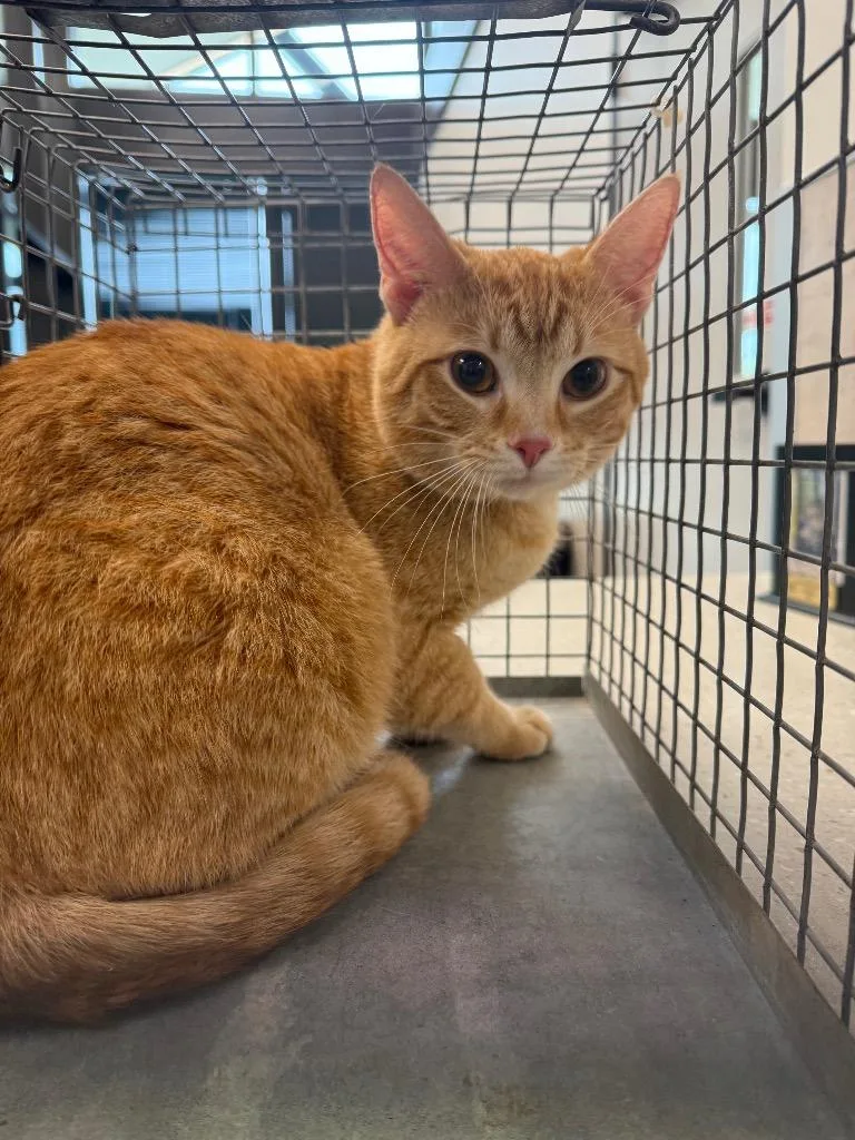 A young large-sized male Domestic Short Hair cat named Valtor for adoption in Clarksville, TN