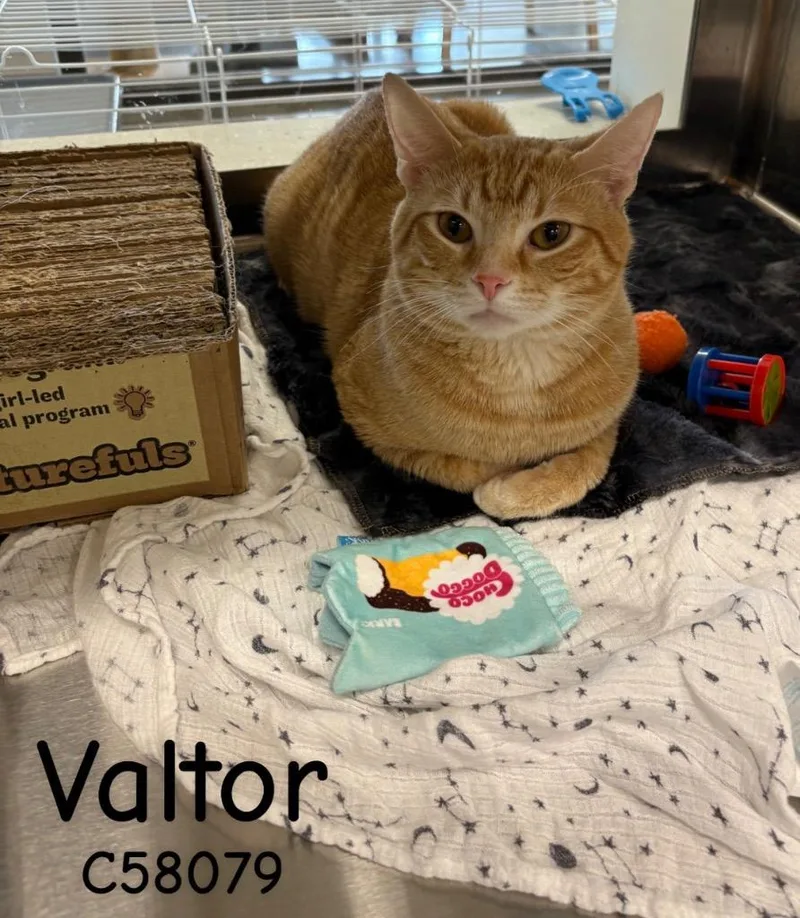 Valtor thumbnail 2