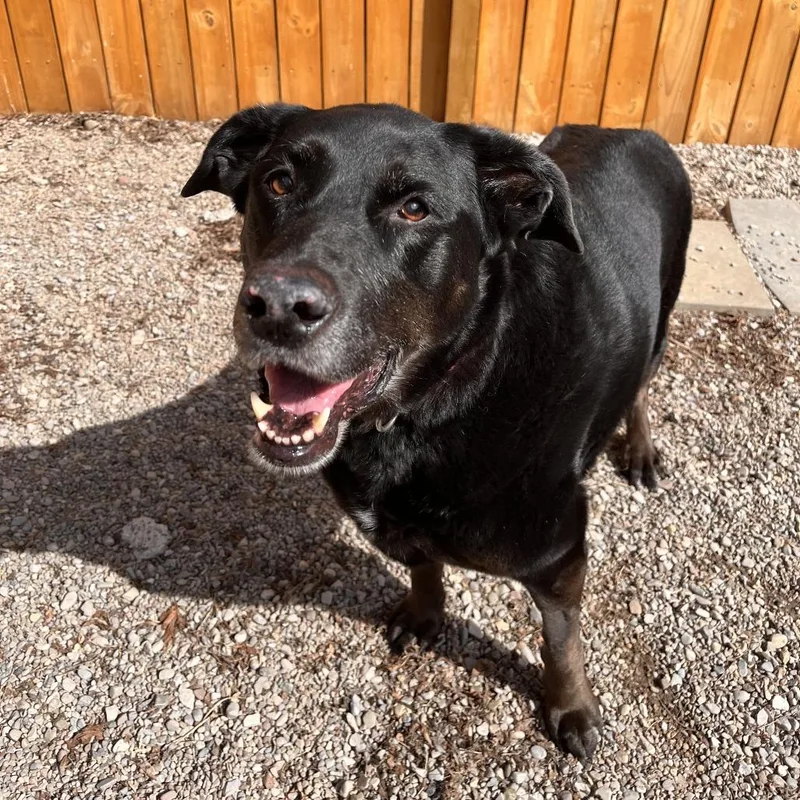 A senior large-sized female Black Mixed Breed dog named Daisy for adoption in Fairport, NY