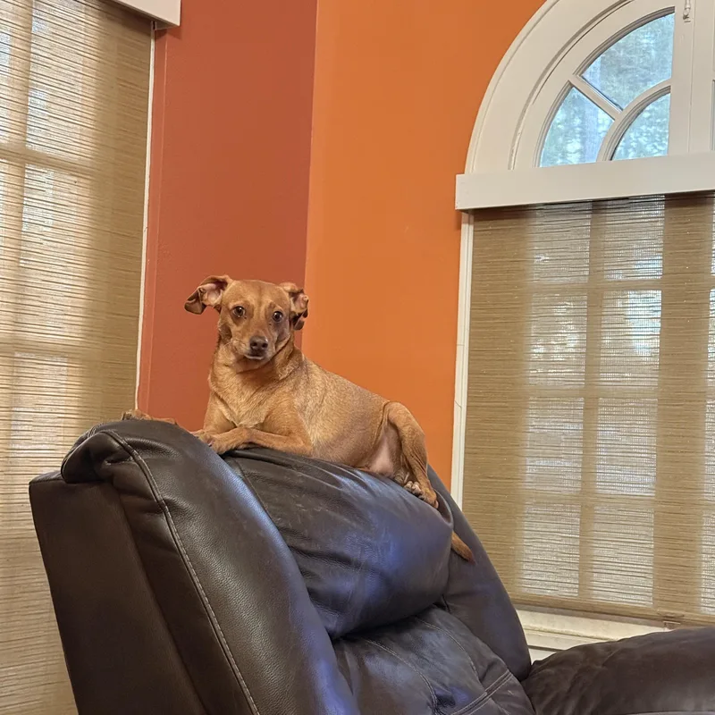 A young small-sized male Miniature Pinscher dog named Bear for adoption in La Feria, TX