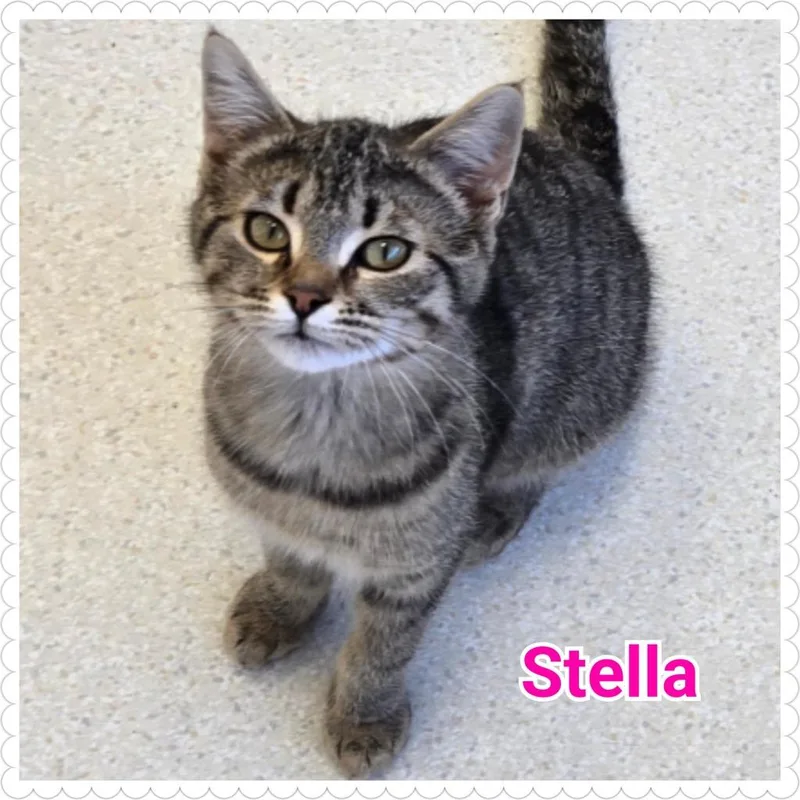 A baby medium-sized female Domestic Short Hair cat named Stella for adoption in North Saint Paul, MN