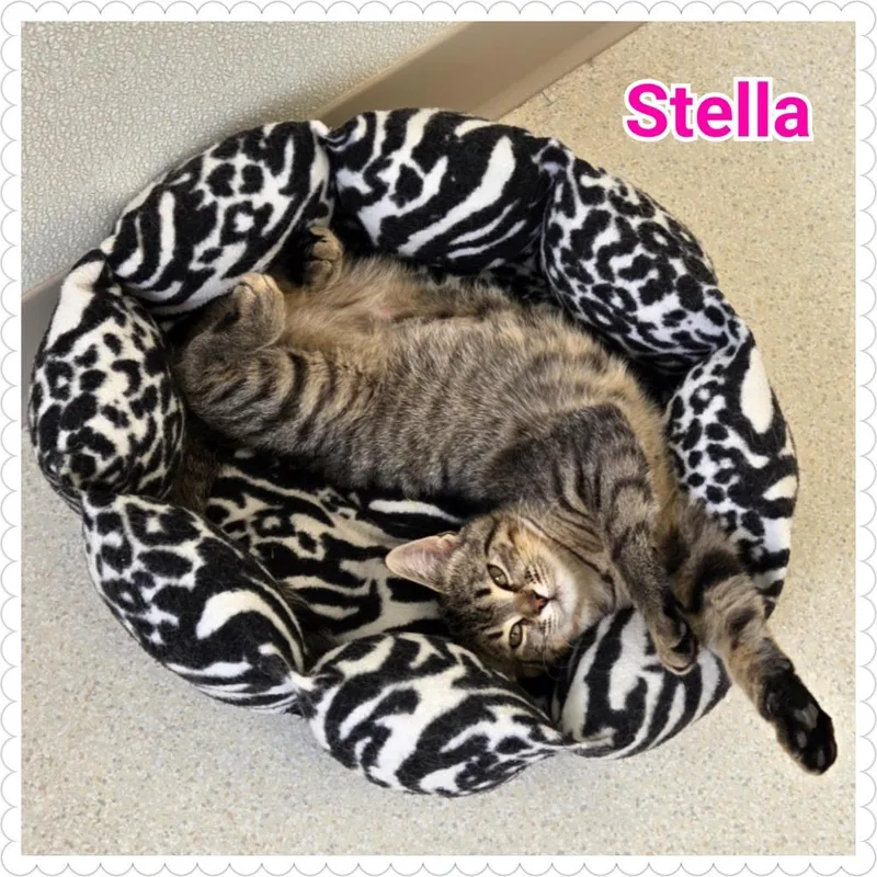 Stella thumbnail 2