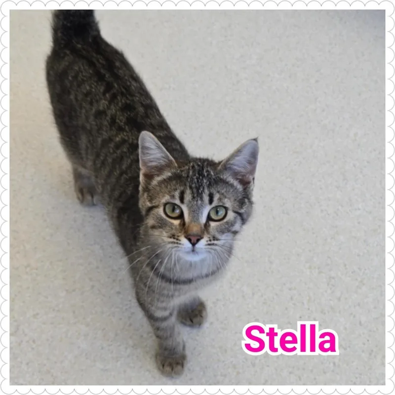 Stella thumbnail 3
