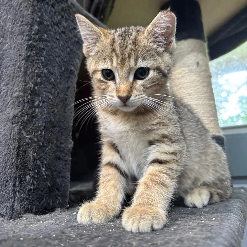 A baby small-sized female Gray / Blue / Silver Domestic Short Hair cat named Murphy for adoption in Shelbyville, IN