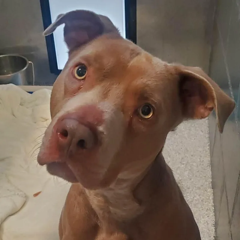 An adult large-sized male Brown / Chocolate Pit Bull Terrier dog named Kazoo for adoption in Hutchinson, MN