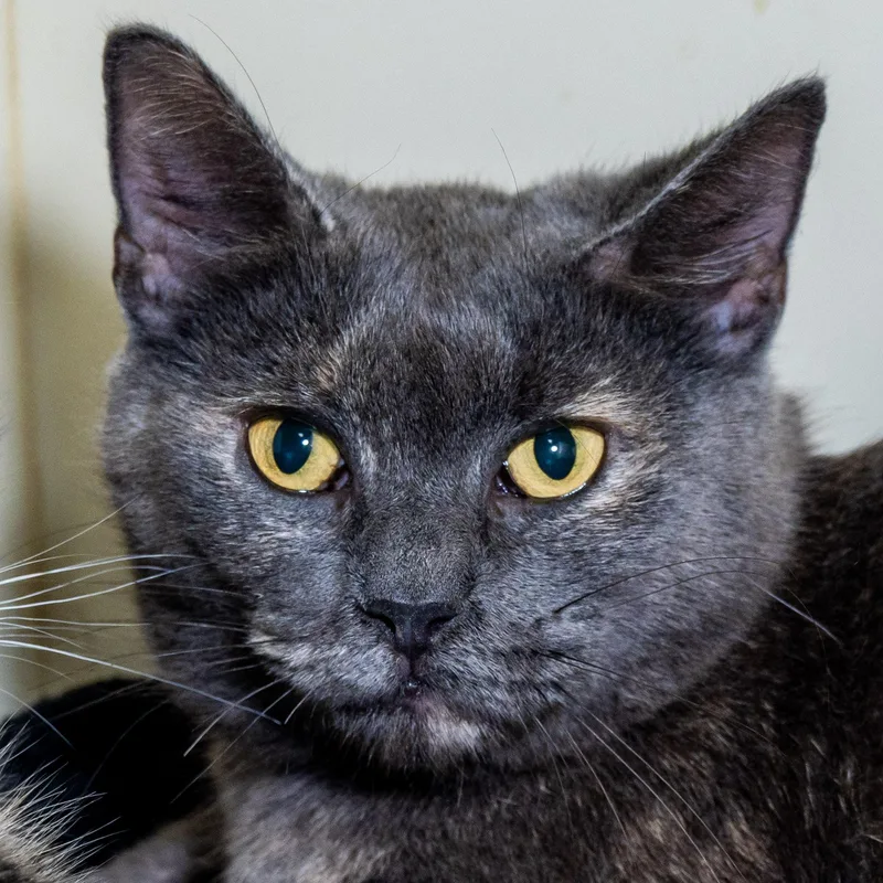 An adult medium-sized female Dilute Tortoiseshell Domestic Short Hair cat named Martha for adoption in Victor, NY