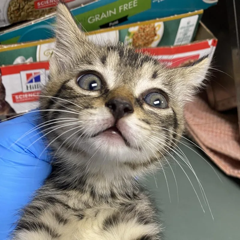 A baby small-sized female Brown / Chocolate Domestic Short Hair cat named 71686 for adoption in Harrisonburg, VA