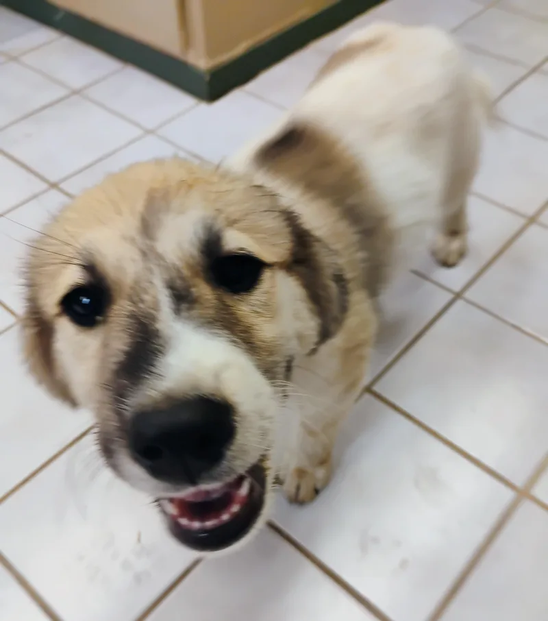 A baby large-sized male Tricolor (Brown, Black, & White) Great Pyrenees dog named Kodie for adoption in Saint Jo, TX