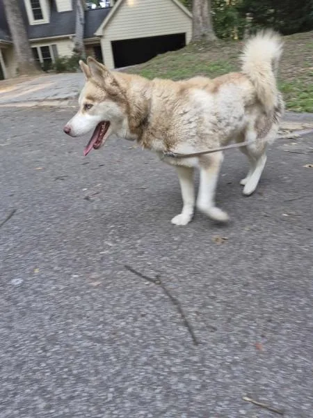 An adult medium-sized female Siberian Husky dog named Pen for adoption in Lawrenceville, GA