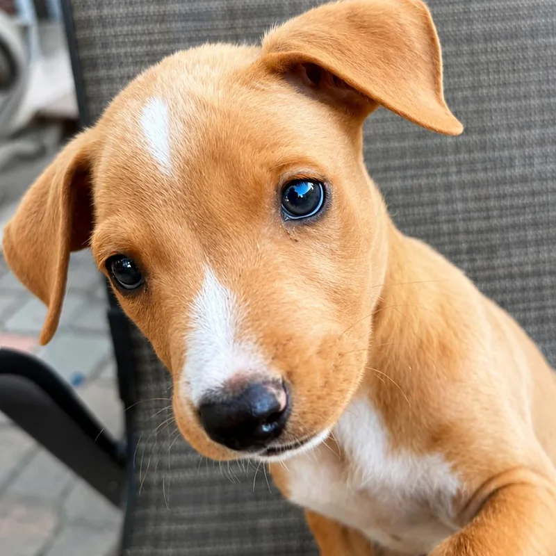A baby small-sized male Yellow / Tan / Blond / Fawn Mixed Breed dog named Slinky for adoption in San Diego, CA