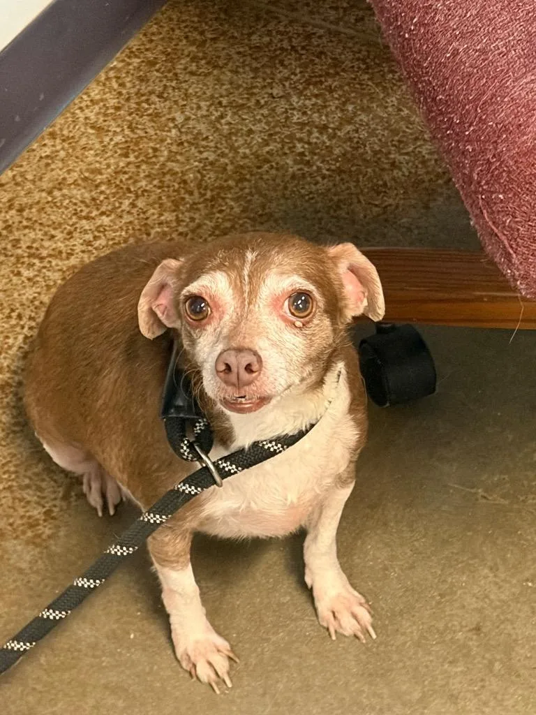 An adult small-sized male Chihuahua dog named Susie for adoption in Brownwood, TX