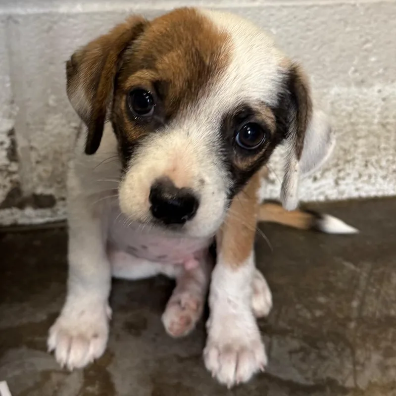 A baby medium-sized male Mixed Breed dog named David for adoption in Jacksonville, AR