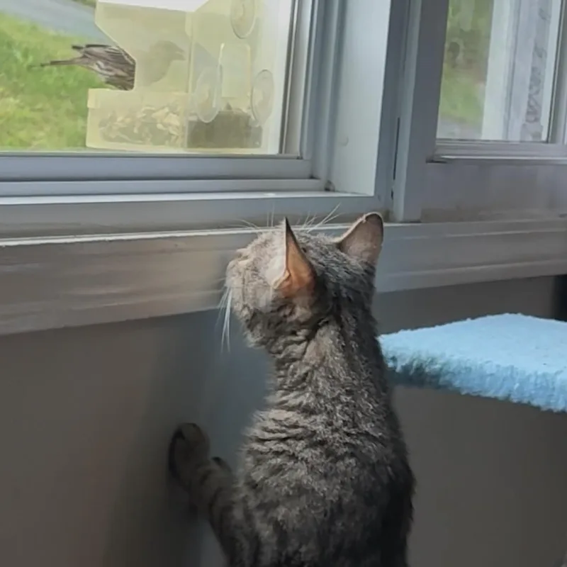 An adult medium-sized female Domestic Short Hair cat named Mary for adoption in Terryville, CT