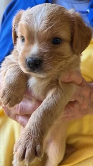 A young small-sized male Spaniel dog named Ken Jr. for adoption in Phoenix, AZ