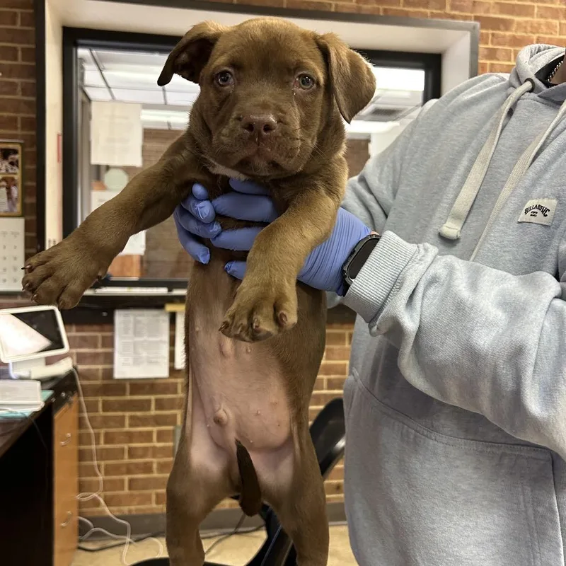A baby small-sized male Brown / Chocolate Pit Bull Terrier dog named Goose for adoption in Birmingham, AL