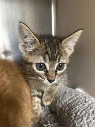 A baby medium-sized female Domestic Short Hair cat named Sassy Girl for adoption in Picayune, MS