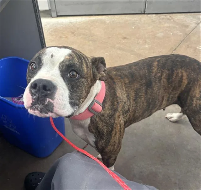 An adult large-sized female Mixed Breed dog named Cookie for adoption in Dallas, TX