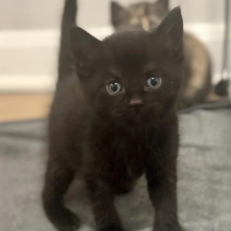 A baby small-sized male Domestic Short Hair cat named Pepper for adoption in Silver Spring, MD