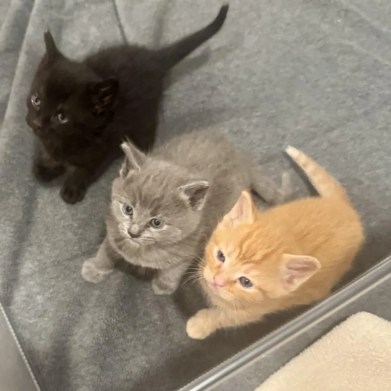 Pepper thumbnail 2