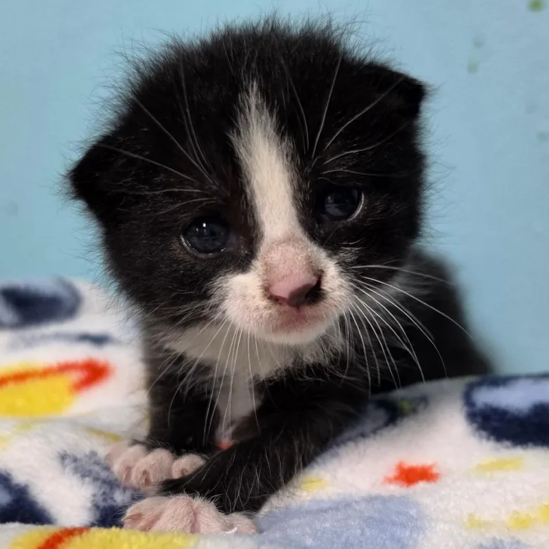 A baby small-sized female Black Domestic Short Hair cat named Leia for adoption in Jefferson city, TN