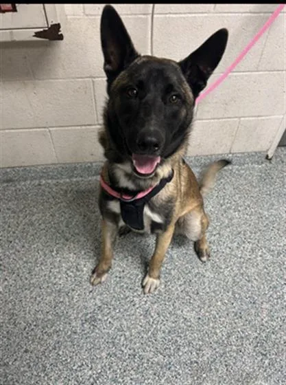 A young large-sized male Belgian Shepherd / Malinois dog named A for adoption in Long Beach, CA
