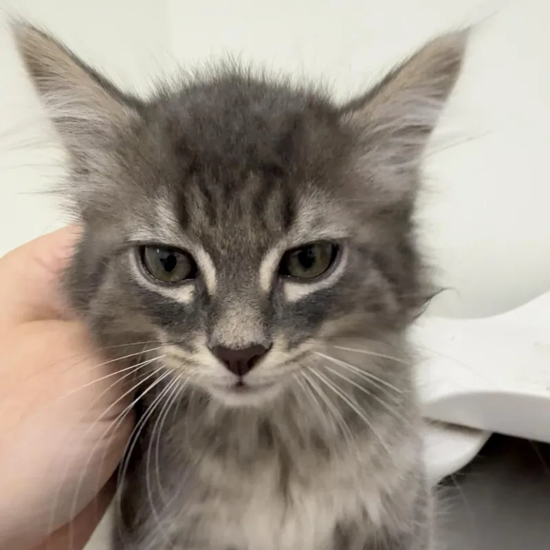 Skittles