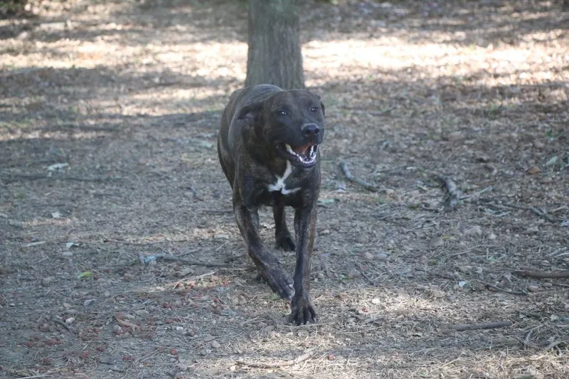 A young medium-sized female Shepherd dog named Chocco for adoption in Brookhaven, MS