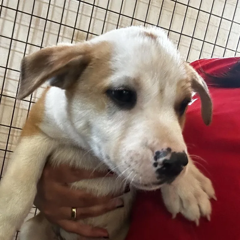 A baby large-sized male White / Cream Mixed Breed dog named Avicii for adoption in Leander, TX