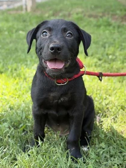 A baby large-sized male Labrador Retriever dog named Wesley for adoption in Malvern, PA