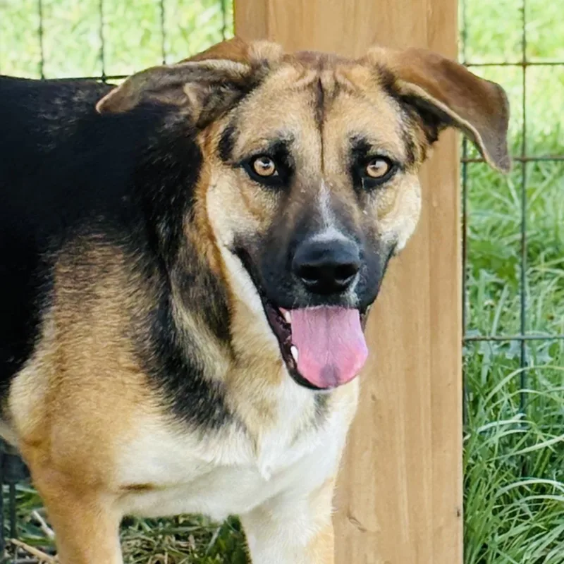 A young large-sized female Black German Shepherd Dog dog named Athena for adoption in Justin, TX