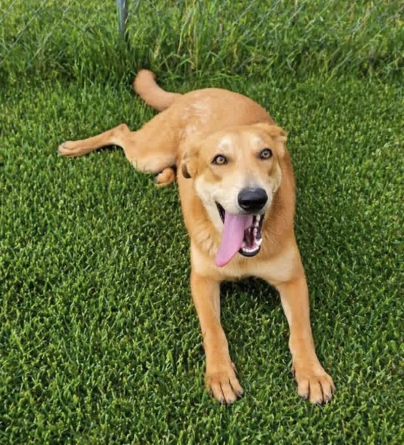 A young medium-sized female Golden Retriever dog named Judy for adoption in Longview, TX