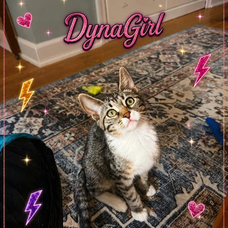 A baby small-sized female Brown / Chocolate Domestic Short Hair cat named DynaGirl for adoption in Roselle, IL
