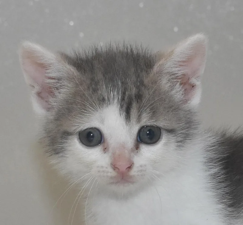 A baby large-sized male Domestic Short Hair cat named Golden Graham for adoption in Springfield, OH
