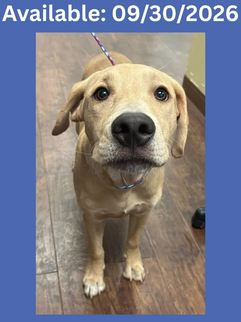 A baby large-sized male Labrador Retriever dog named Dog Kennel Cooper for adoption in Greenville, TX