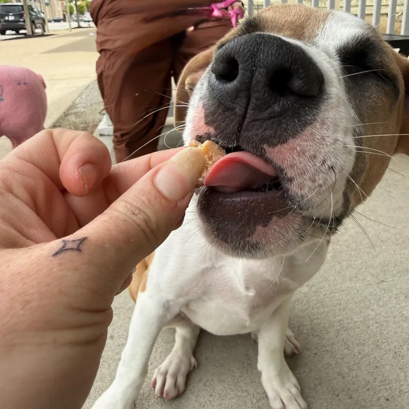 A young small-sized female Mixed Breed dog named Bowie for adoption in Farmersville, OH