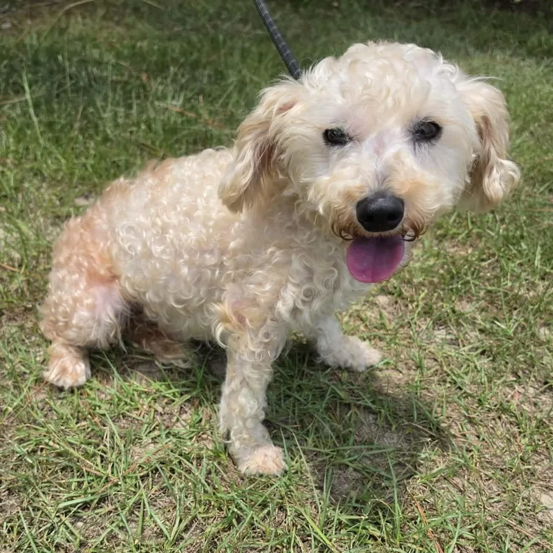 An adult small-sized male White / Cream Miniature Poodle dog named Asher for adoption in Foley, AL