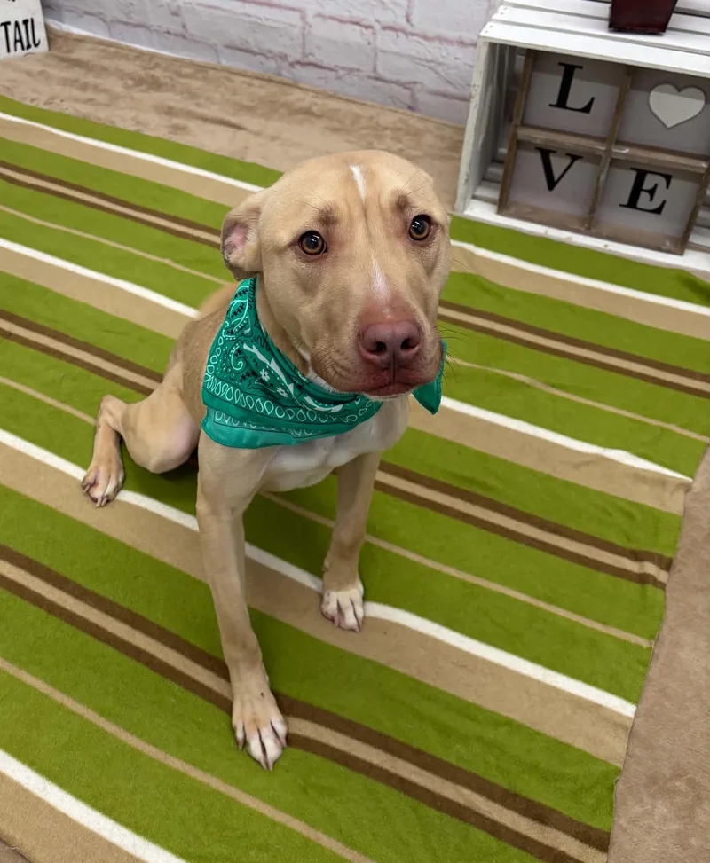 A young medium-sized male Pit Bull Terrier dog named Sam for adoption in Oxford, MI