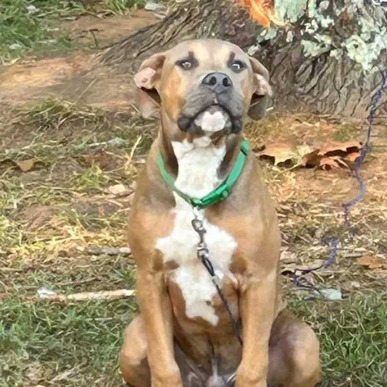 A young medium-sized male Yellow / Tan / Blond / Fawn Mixed Breed dog named Scooby for adoption in Valley, AL