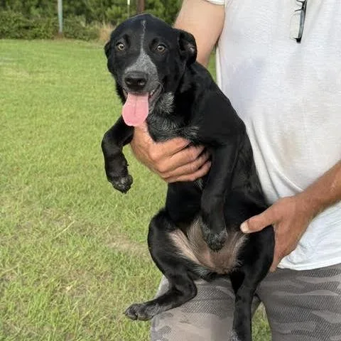 Hazel