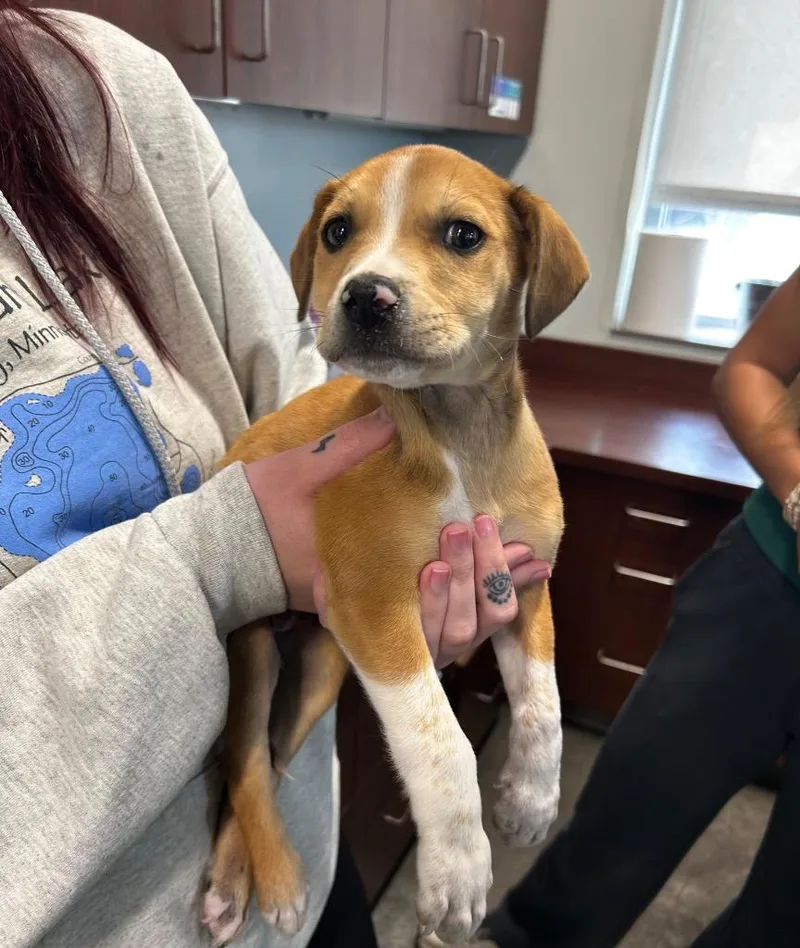 A baby small-sized female Hound dog named Marley for adoption in Gautier, MS