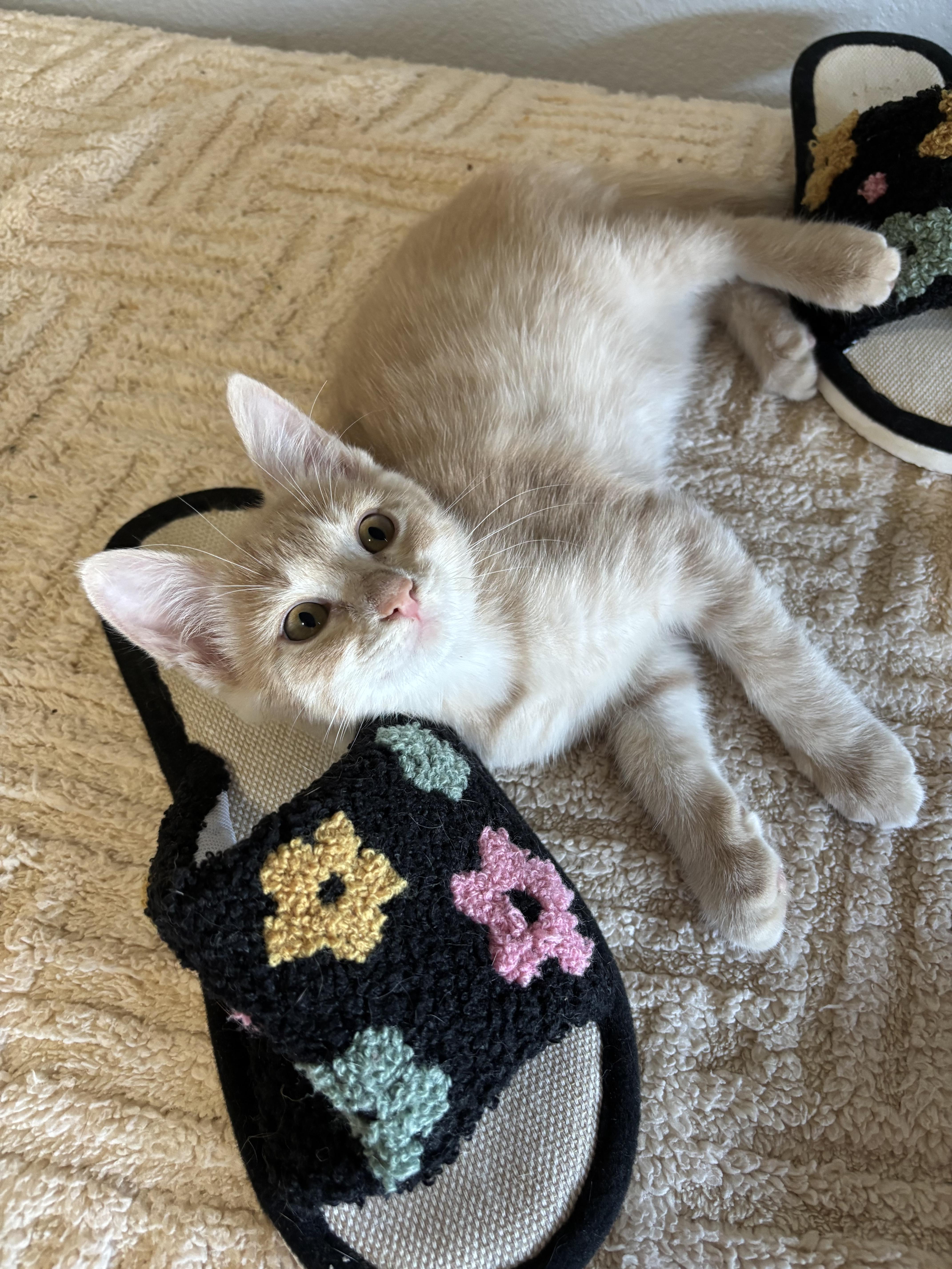 A baby medium-sized male Domestic Short Hair cat named Knox for adoption in Ephrata, WA