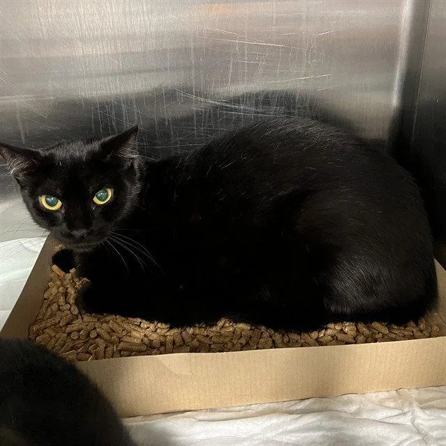 An adult medium-sized female Black Domestic Short Hair cat named Norma for adoption in Tavares, FL