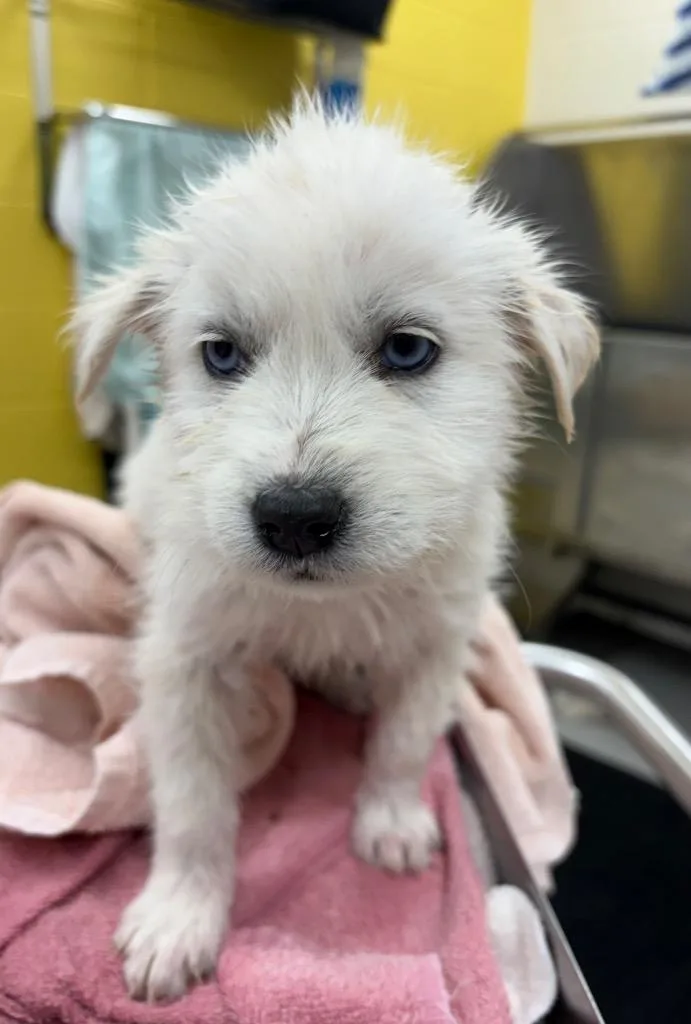 Bird  Goose thumbnail 2