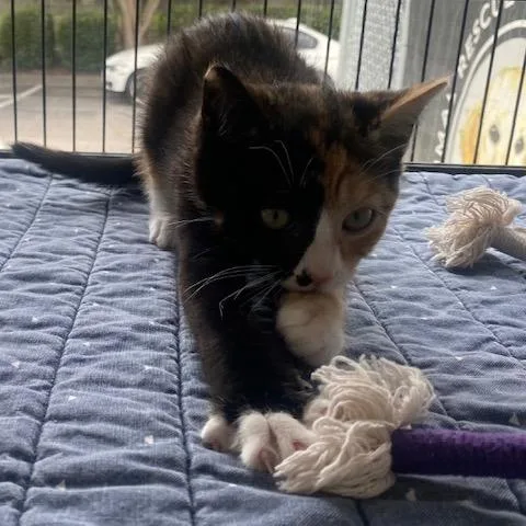 A baby small-sized female Calico Domestic Short Hair cat named Buttercup for adoption in Chesapeake, VA
