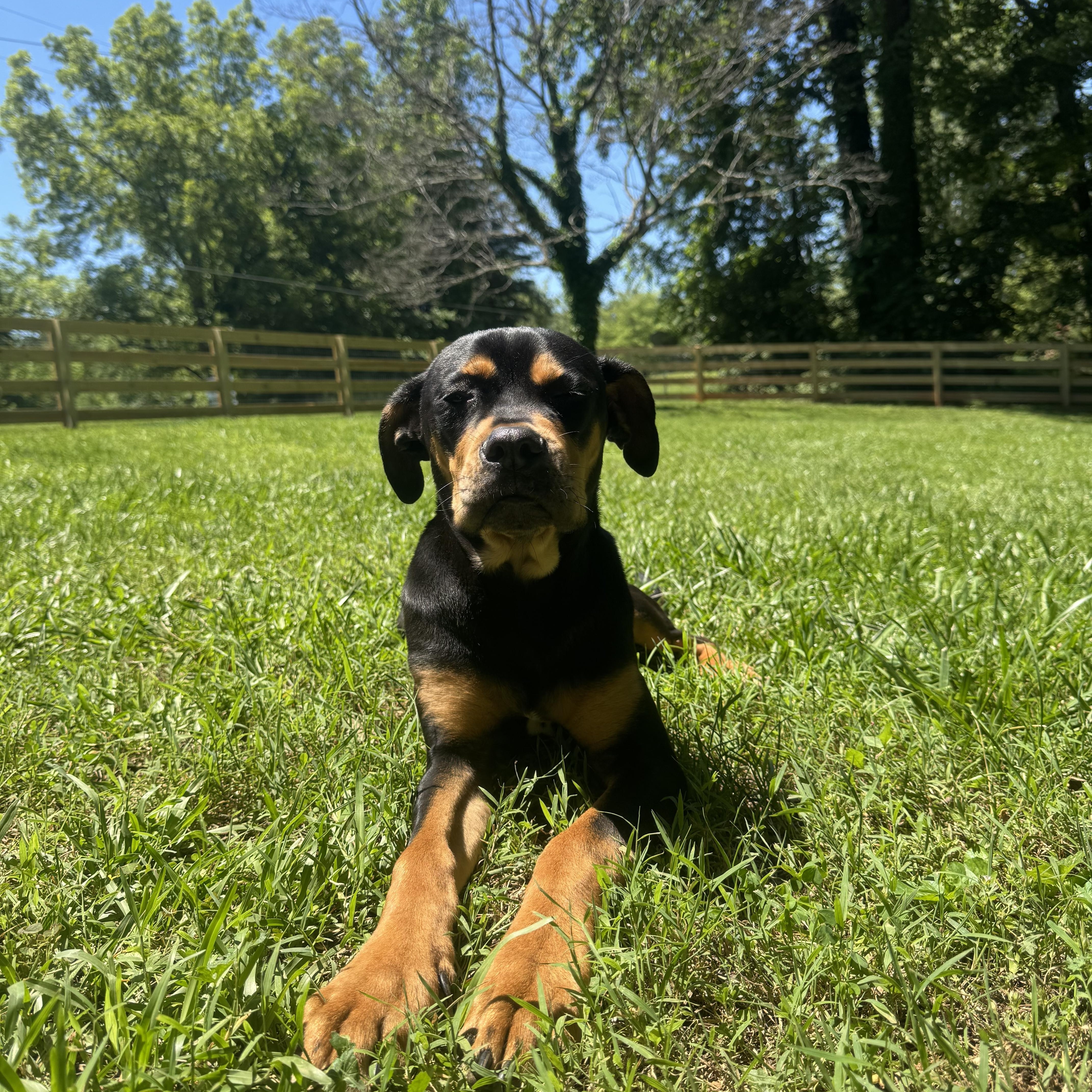 A young medium-sized male Black Boxer dog named Stanley for adoption in Gainesville, GA