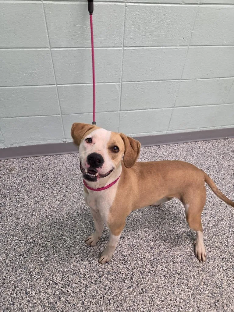 A young large-sized female Terrier dog named Fizz for adoption in Athens, TN
